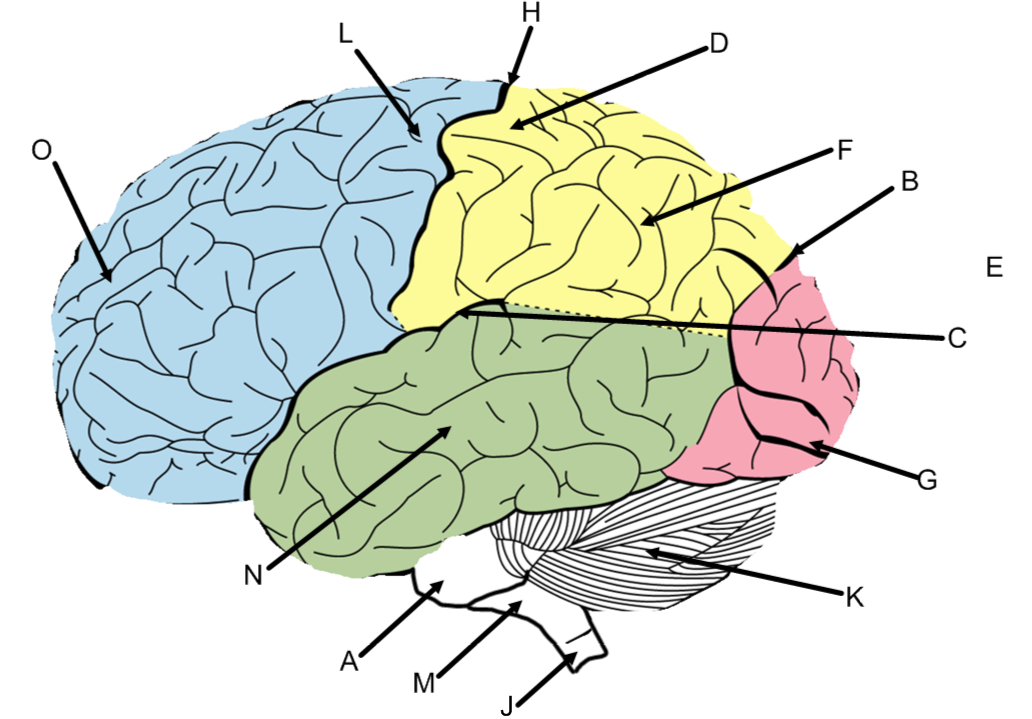 Anatomy quiz label brain Biology: Cranial